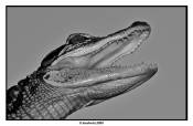 Monochrome A
With a Flash