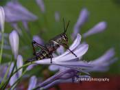 Grasshopper on Lilly of the Nile - 1st Place Novice